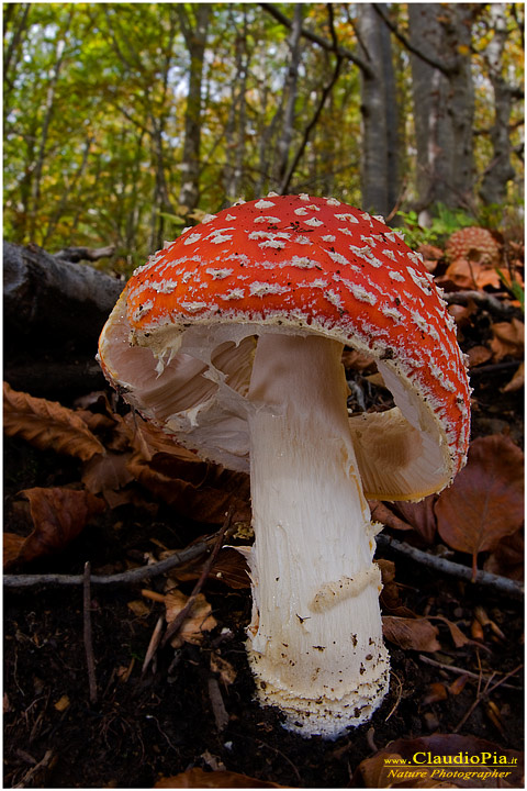 famanita muscaria, Funghi, mushroom, fungi, fungus, val d'Aveto, Nature photography, macrofotografia, fotografia naturalistica, close-up, mushrooms